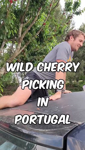 Picking Wild Cherries in Portugal’s Countryside 🇵🇹🍒

#WildCherries #ForagingPortugal #foraging #foraginguk #scrumping #cherri...