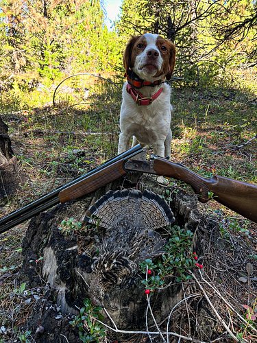 Dizzy and I headed West this morning. I thought we’d explore new country and scout for mountain quail. Along the way I found ...