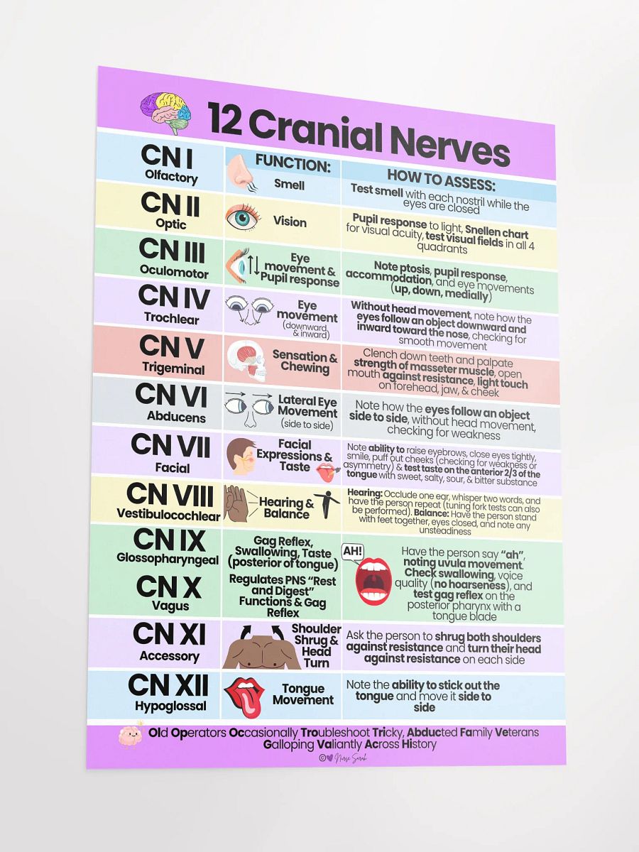 12 Cranial Nerves: Their Function and How to Assess Wall Poster product image (3)