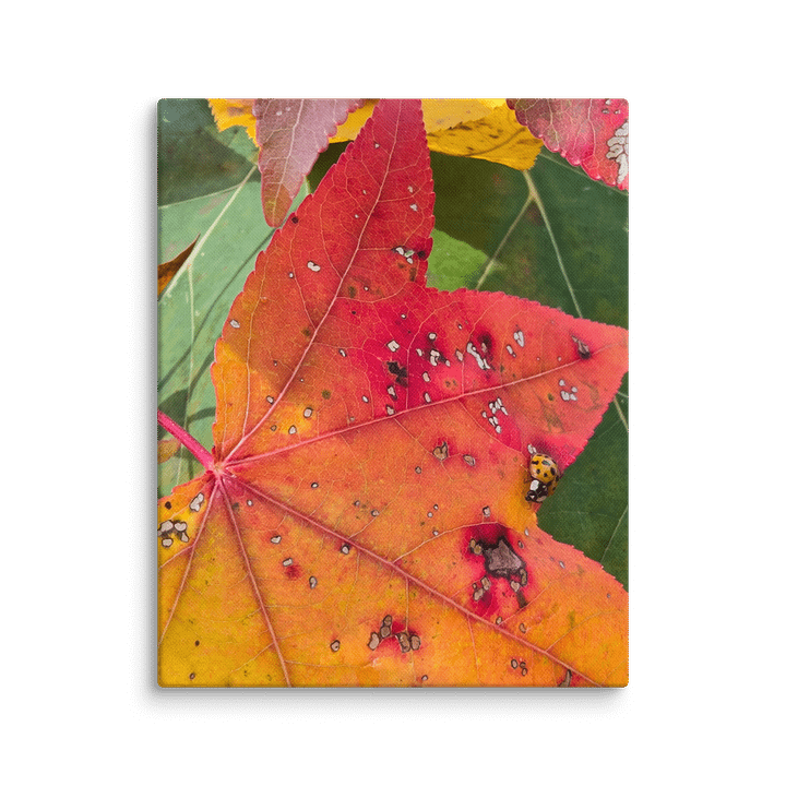 Ladybug in the Fall on canvas product image (1)