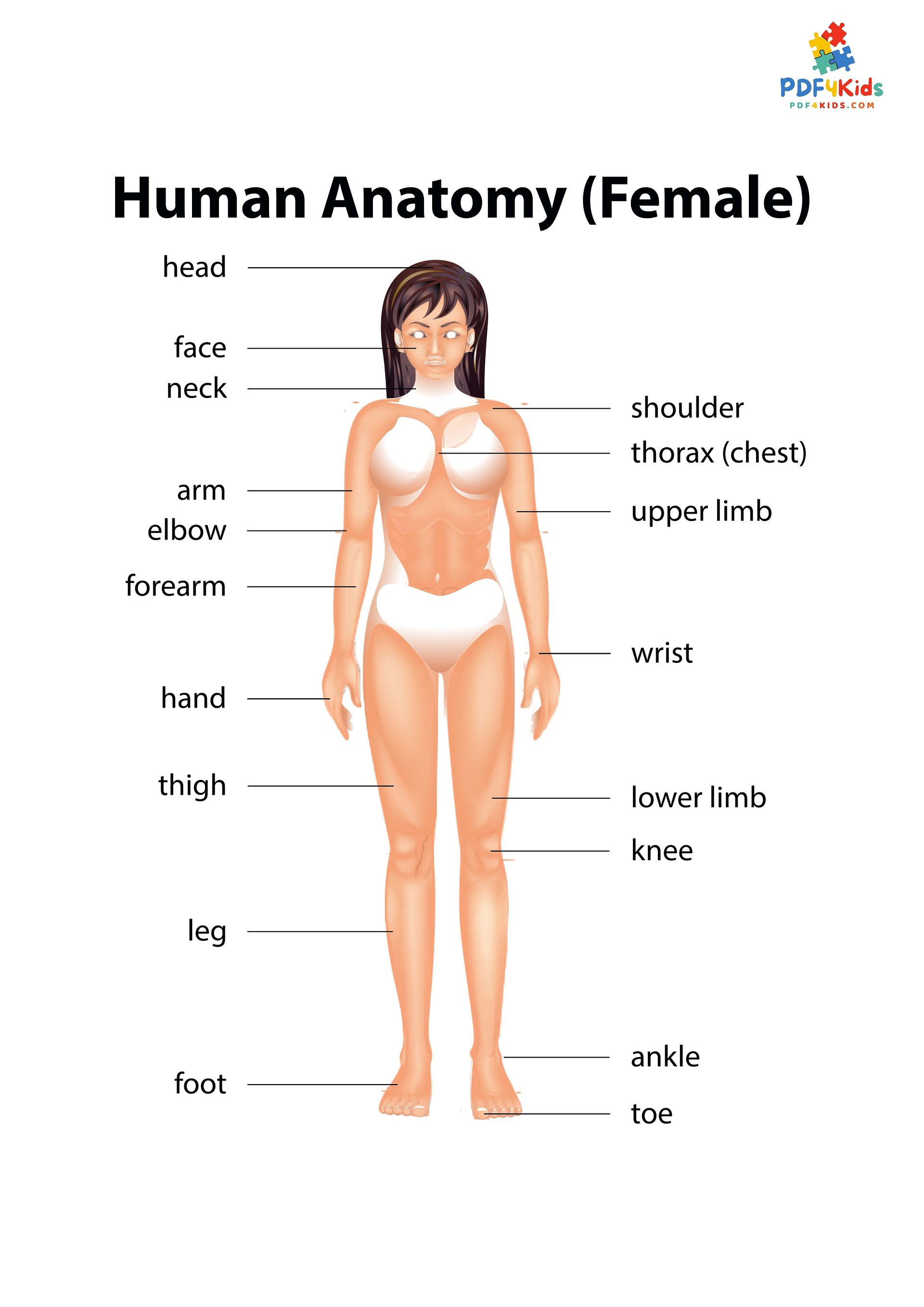 The Little Doctor: Coloring the Human Body Parts (36 Pages) product image (5)