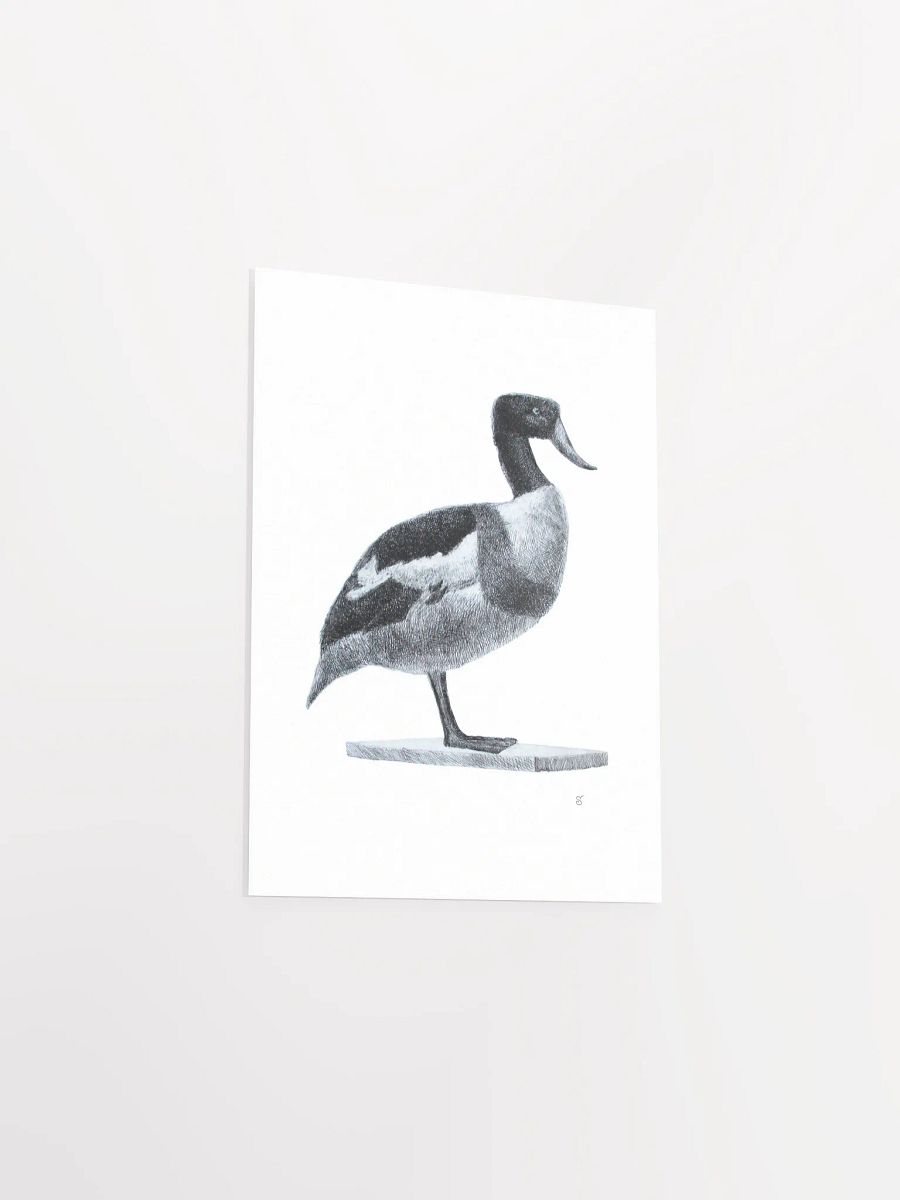 Majestic Bird Illustration Poster - Duck product image (3)