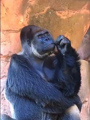 100 Gorillas vs 1 Jason Statham