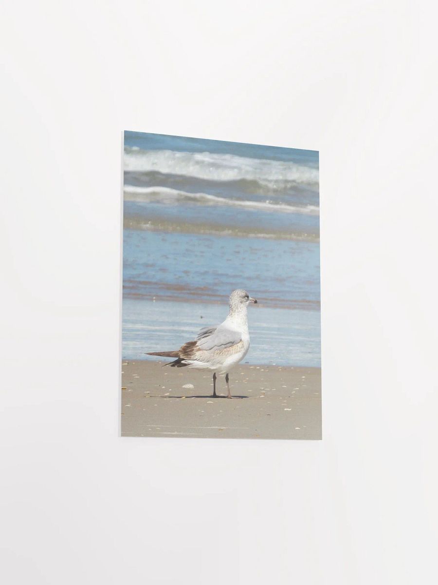 Beach Bird 2 product image (42)