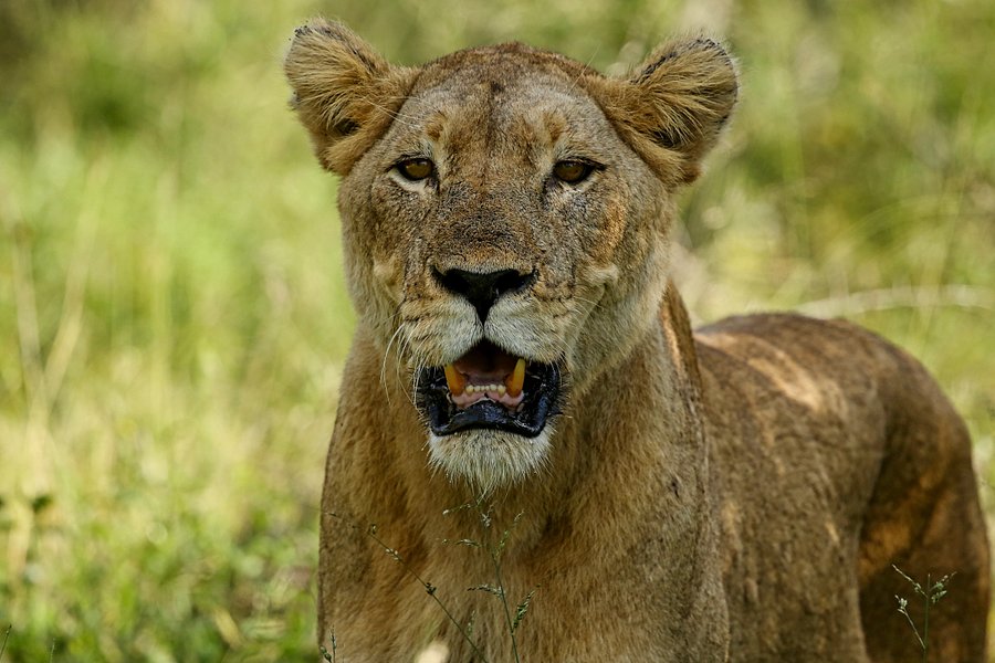 Lion product image (1)