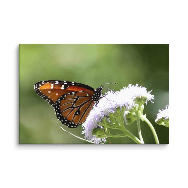 Canvas Print - Butterfly on a Flower product image (1)