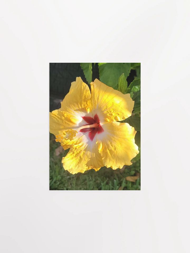 Yellow Hawaiian Hibiscus product image (2)
