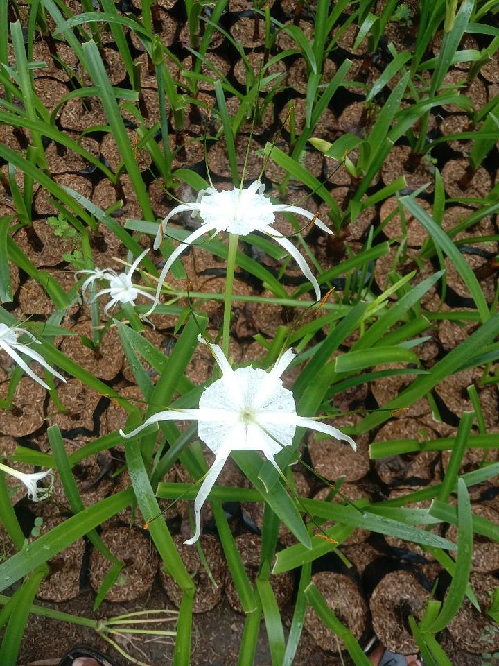 Tanaman bakung product image (1)