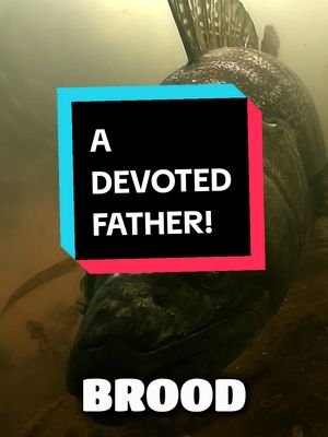 The Zander Won’t Eat for 2 Weeks… Just to Protect His Eggs.  #zander #fishing #fishingvideos 