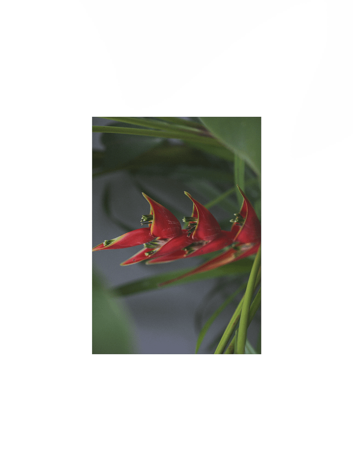Red Palulu product image (5)