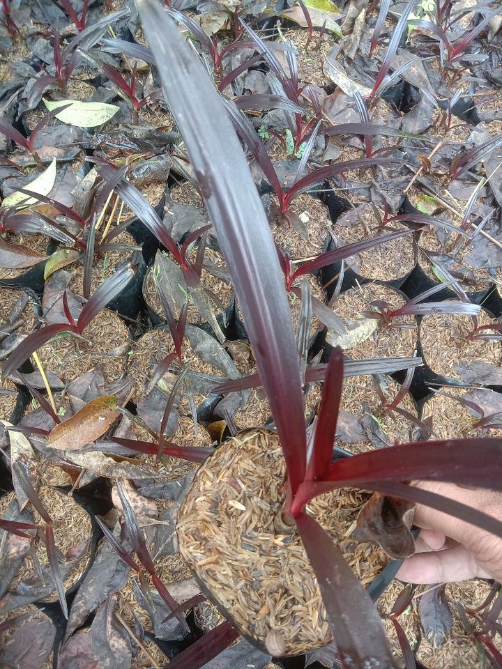 Tanaman bakung Wulung atau Bakung ungu product image (1)