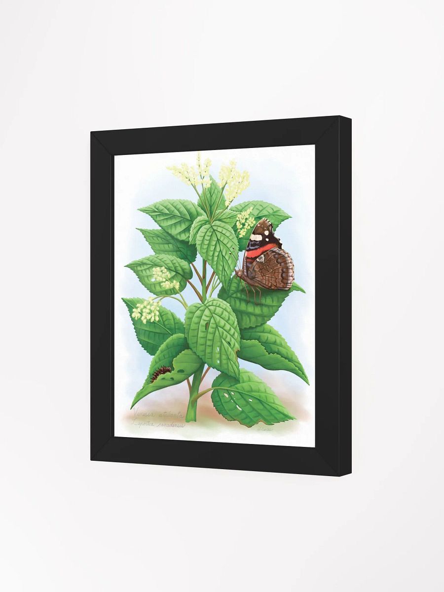 Red Admiral Butterfly & Caterpillar product image (28)