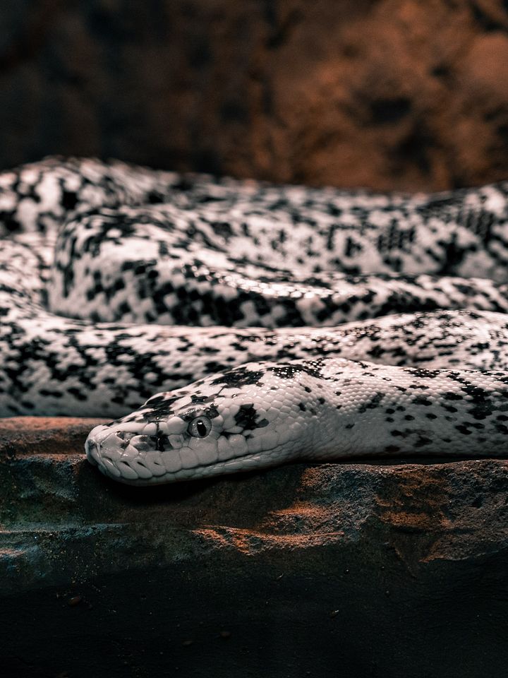 Cow Retic #7 product image (1)
