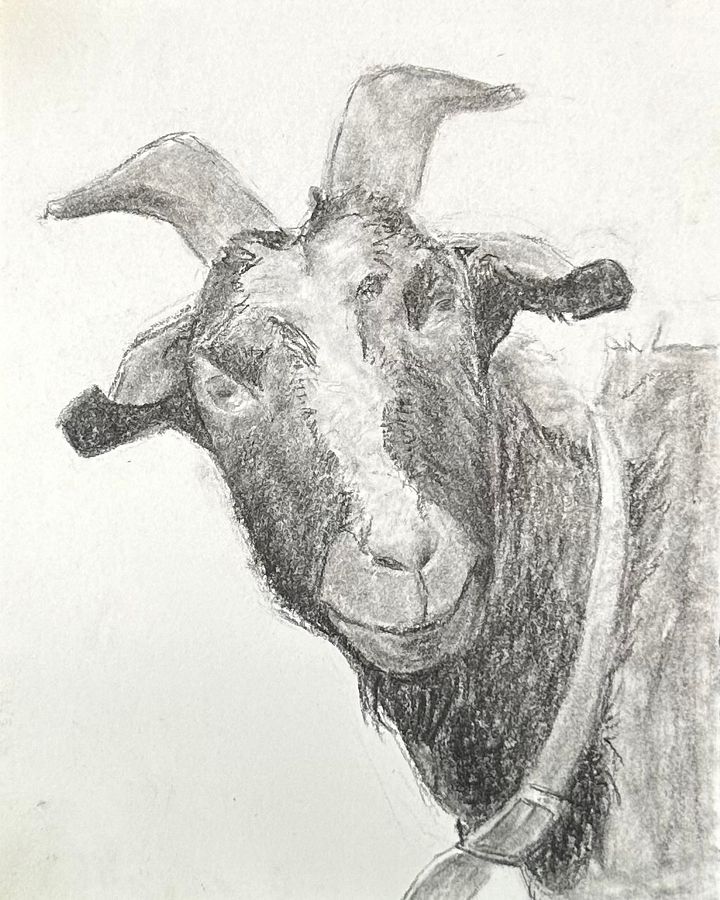 Baaa product image (1)