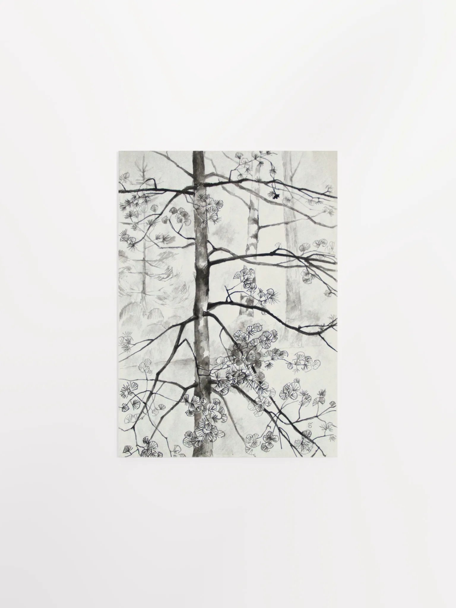 Young Pine Tree Sketch Poster - Young Pine Tree product image (1)