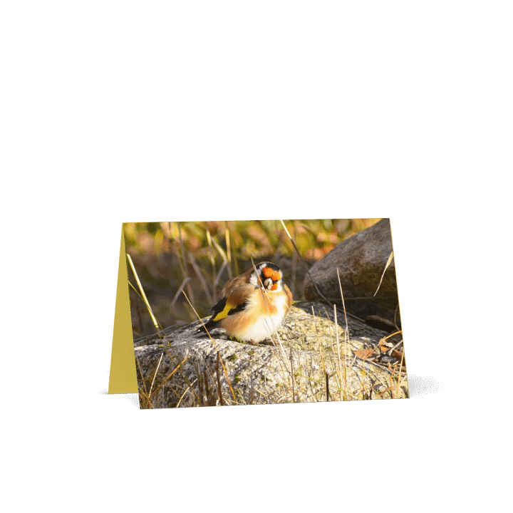 Greeting Card: Steglits / Goldfinch on stone product image (1)