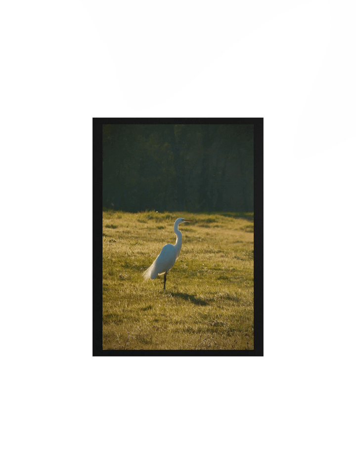 Full of Egrets product image (1)