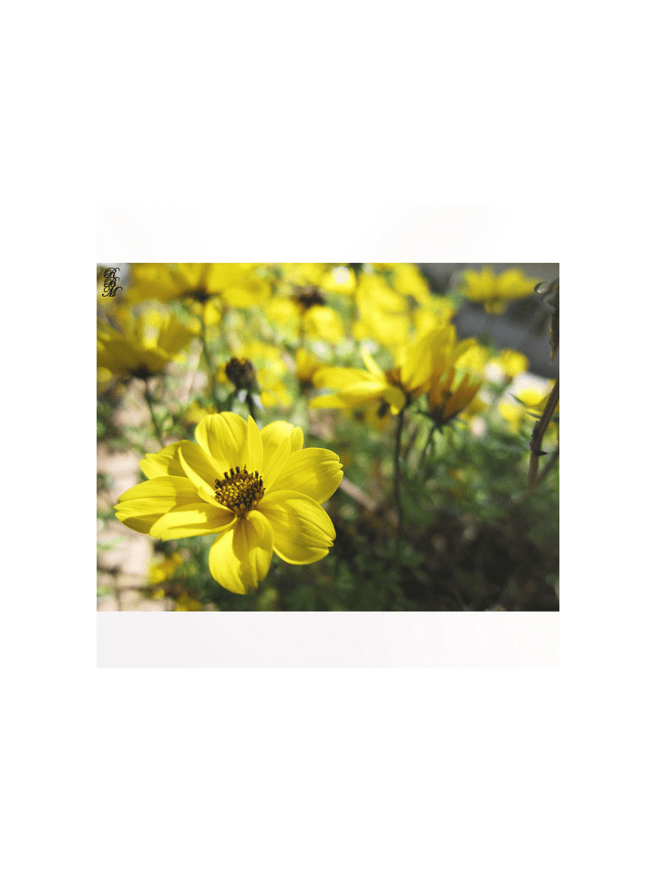 Yellow Flowers product image (3)