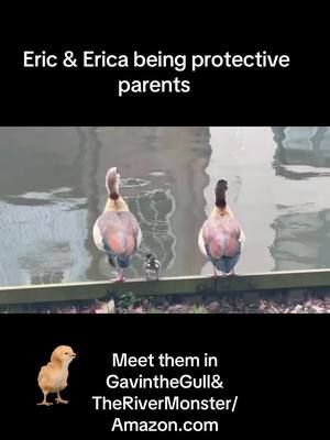 Eric & Erica protecting their sole surviving gosling. Meet them in Gavin the Gull & The River Monster/Amazon.com find out more at MyriadNorfolk.uk #Egyptiangeese #wildlife #nature #wildbirds #Norfolk 
