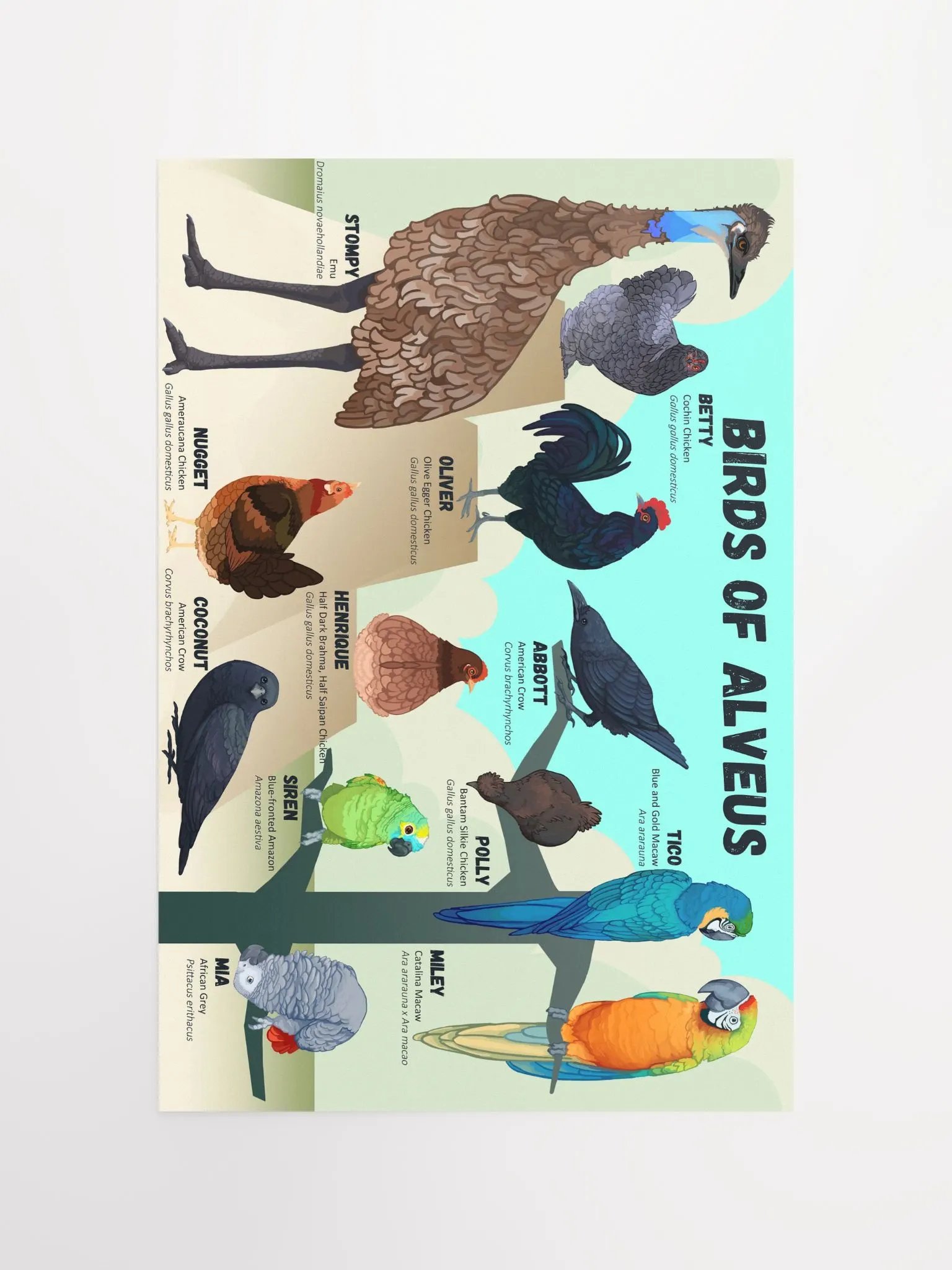 Birds of Alveus Poster product image (11)