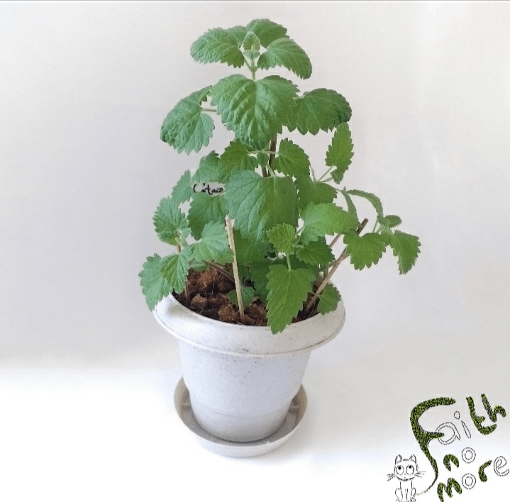 Catnip (Nepeta cataria) product image (2)