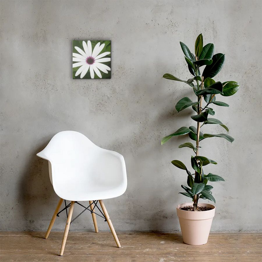 Daisy on Canvas product image (5)