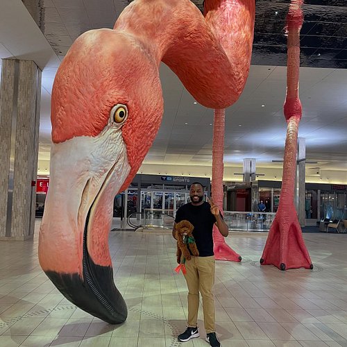 The African Grey Journal <> Tampa Florida 👀. Can anyone guess who I’m visiting? 🦜