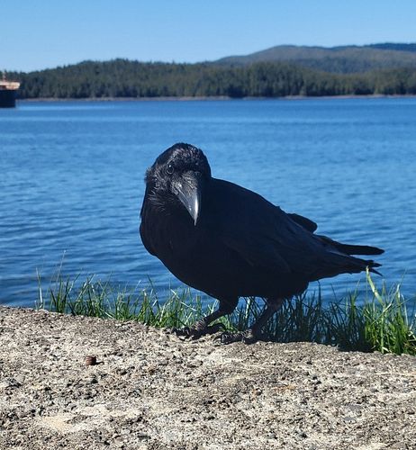 Throwback to last spring when I was just getting to know the Flock. 🌿 This raven at the waterfront will always hold a special...