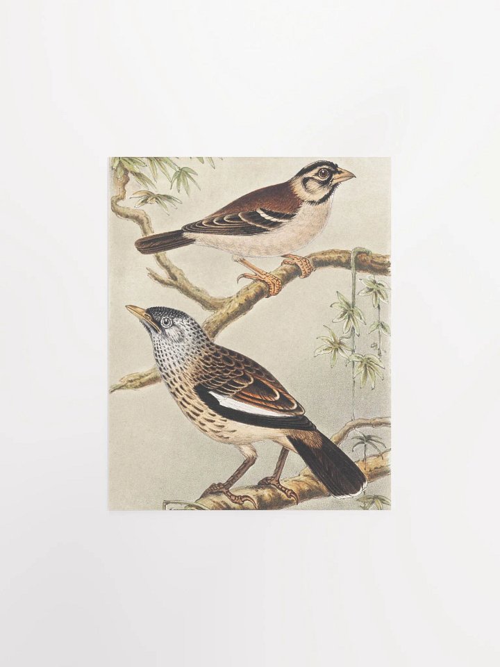 Two Birds - Twee vogels op takken product image (1)