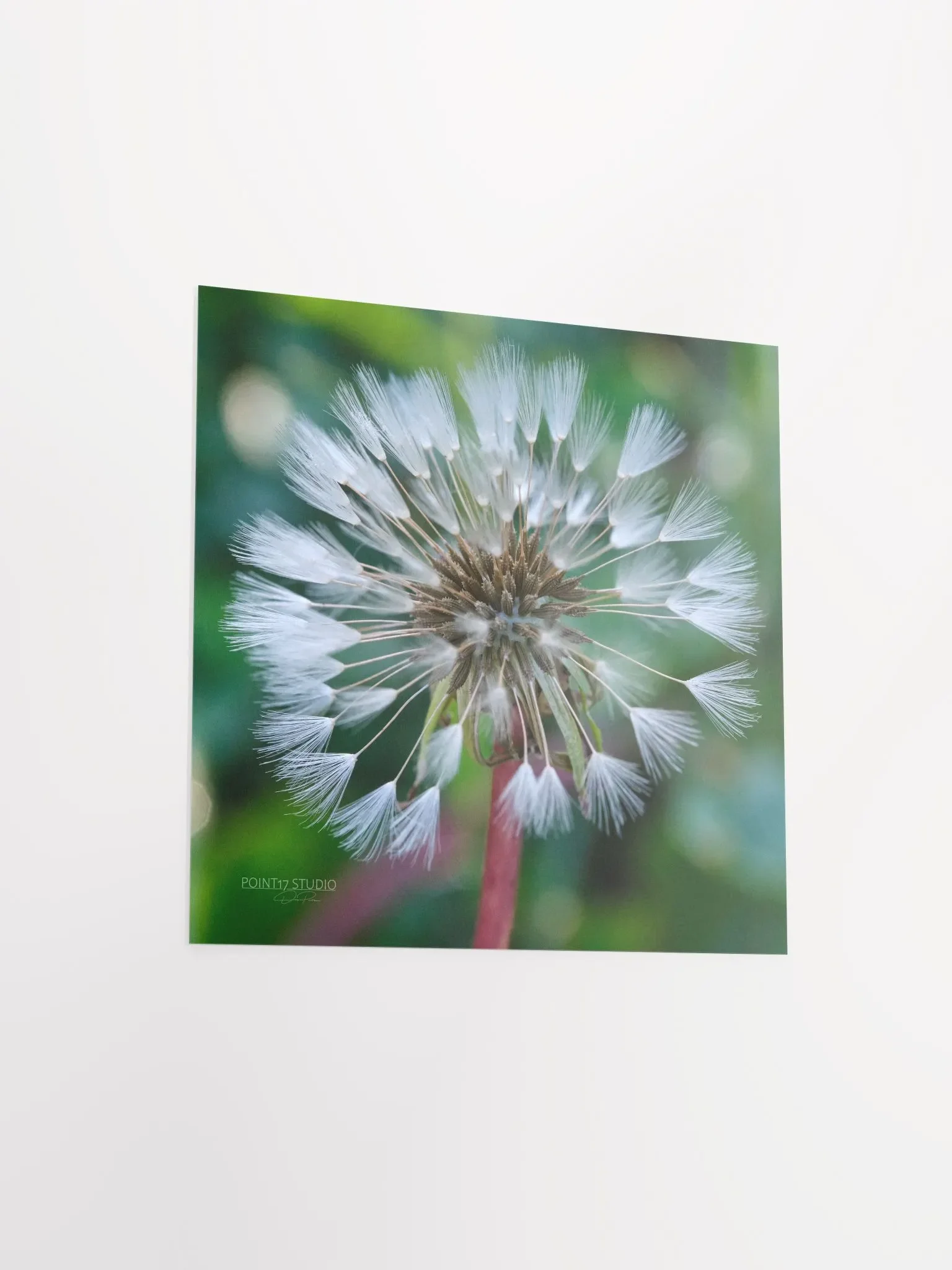 Dandelion #1 - Print product image (9)