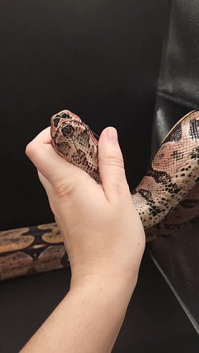 #surinameboa #Suri #Suriname #Boas 
#Boas #Boidae #BoaSnakes #BoaLover  #localityboa #localitygem  #SnakeLover #snakephotogra...