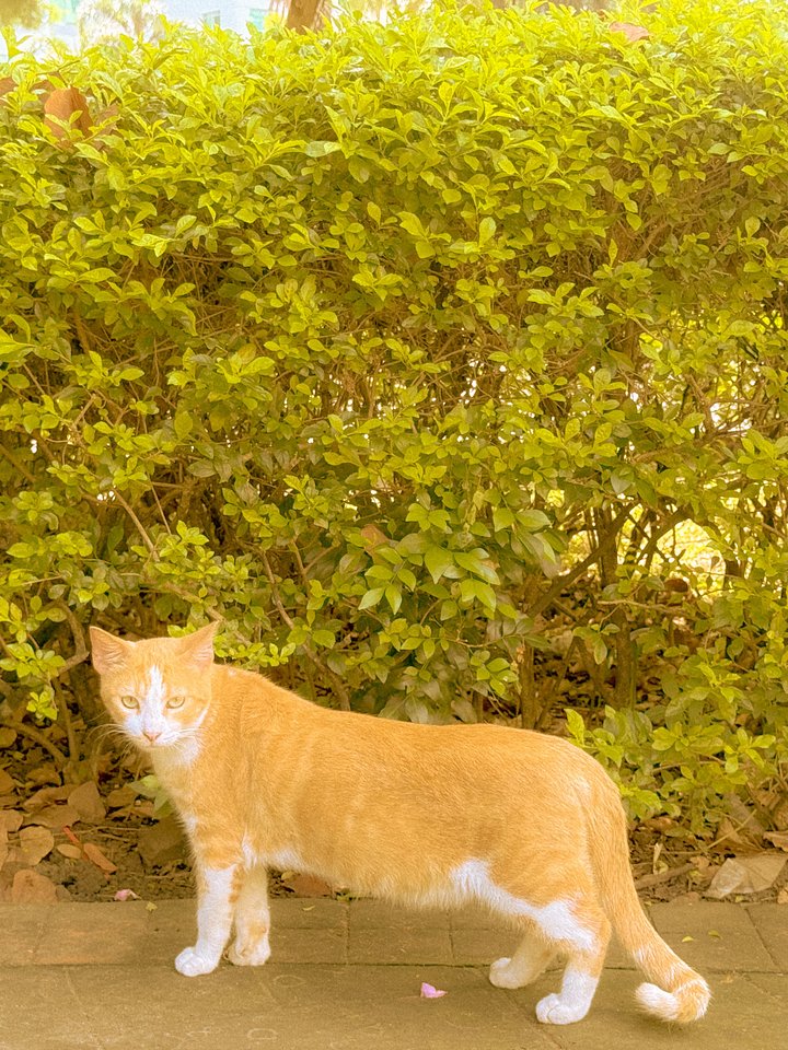 summerday afternoon lightroom preset product image (1)