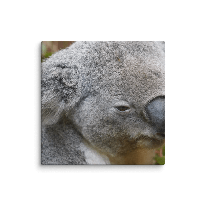 Koala Canvas product image (1)