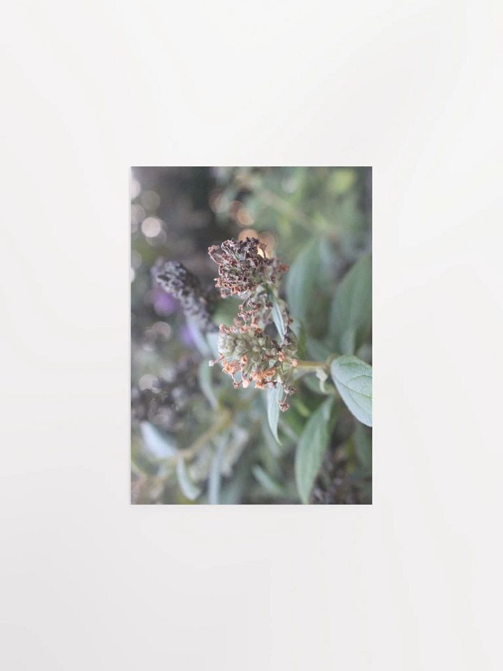 A Study in Flowers 2 product image (5)