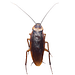 Roach — Clothing and Accessories for Founders