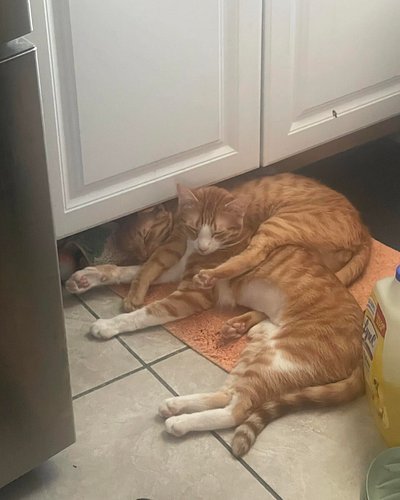 Orange 🍊 cats 🧡

1. Cal cuddling his brother Cheeto 
2. Cal having wine with the girlies 
3. Cheeto & Cal sleeping with they’...