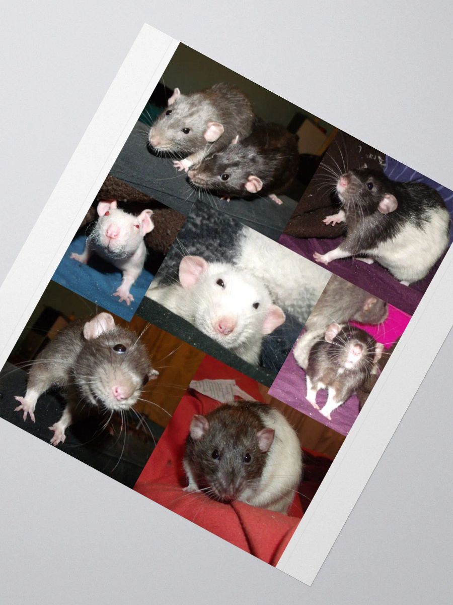 Rescued Dumbo Rats sticker product image (2)