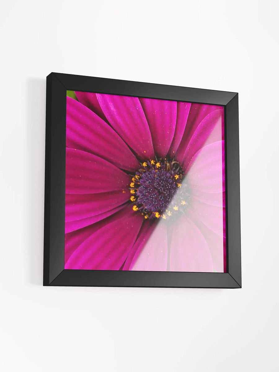 Pink Gerber Daisy product image (39)