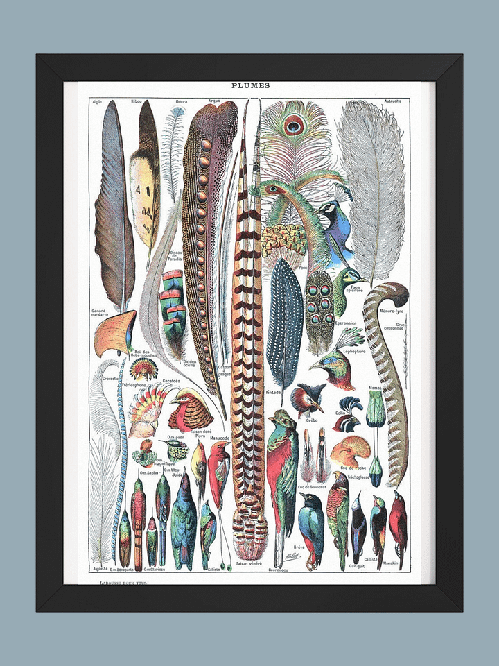 Types de plumes Larousse pour tous 1907–1910 product image (1)