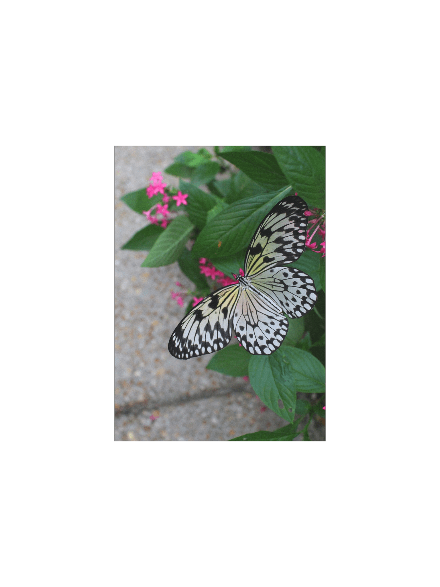 Yellow Butterfly Flying product image (4)