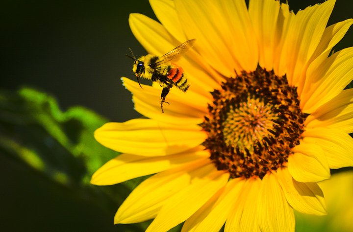 Bee Still. product image (2)