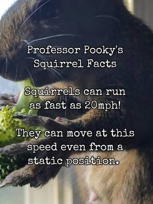 #learn #education #pooky #♥️ #love #intelligent #facts #squirrel 