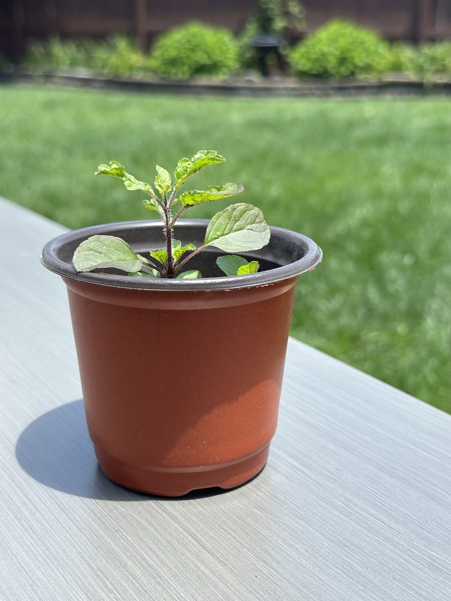 Tulsi Live Plant product image (1)