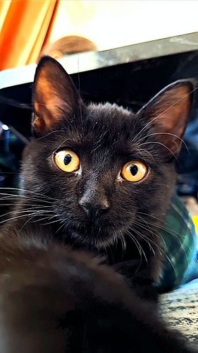 Hypnotherapy with Sati ☀️
.
.
.
#cats #blackcat #catsgram #psybreaks #trippy