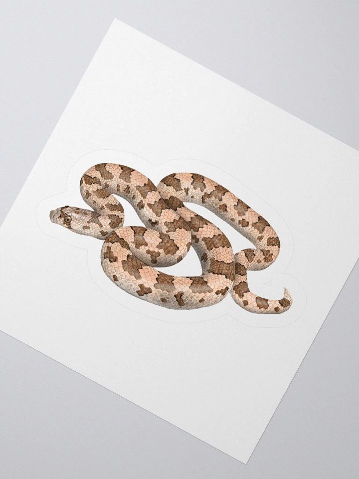 Die-Cut Sticker – Spotted Leaf-nosed Snake product image (5)