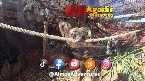 🇲🇦 Marrocos 🐫 Crocoparc de Agadir
A l m a s A d v e n t u r e s . c o m
👋 Todo o nosso rolê (GRATUITO) está nas redes sociais...