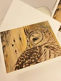 Wildlife Art Greeting Card - Barred Owl - Shipping Included product image (1)