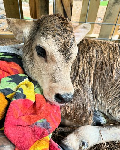 Opal had her calf today! A beautiful Swiss X Jersey heifer we named Summer. Delivery was textbook and lightning fast - 40 min...