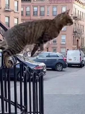 cats are just amazing 😍 link in bio if u love cats #cat #cattok #catsoftiktok #fypシ゚ 