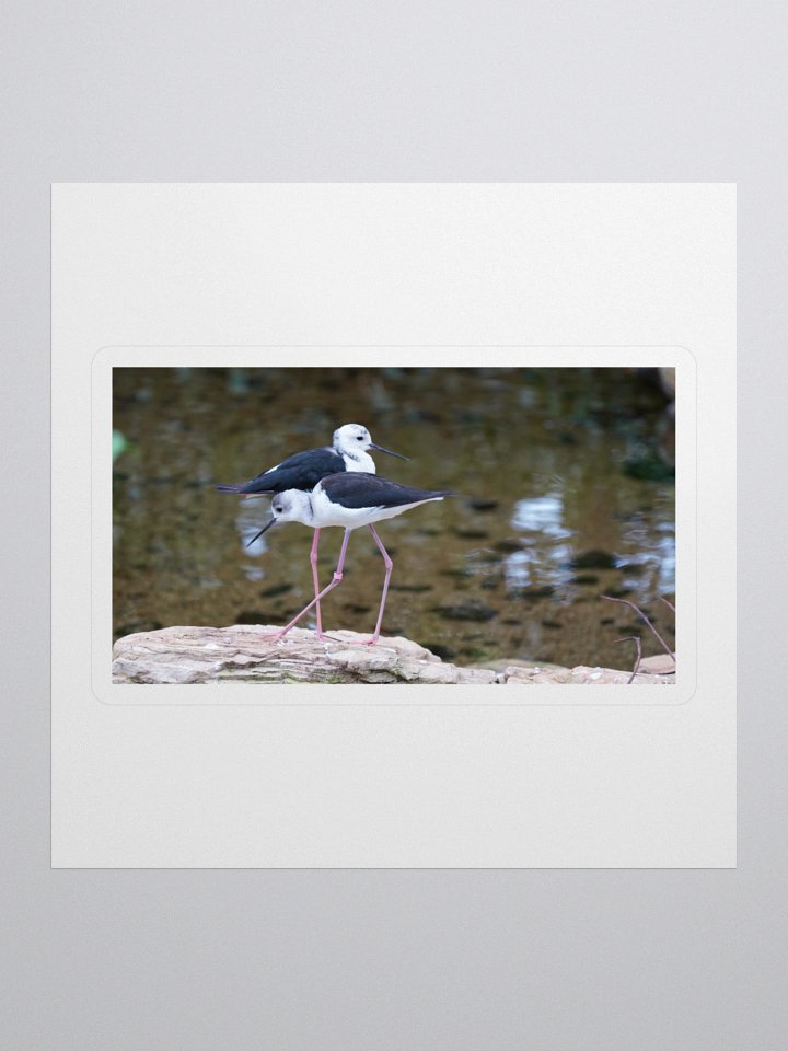 Graceful Avian Duo Stickers product image (1)